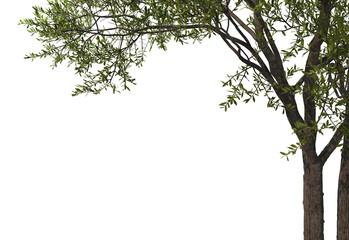 Foreground Twigs on a white background