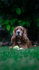 Cocker spaniel 