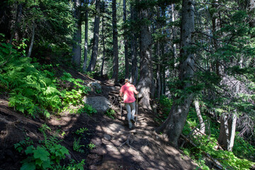 Fototapeta premium hiking in the woods