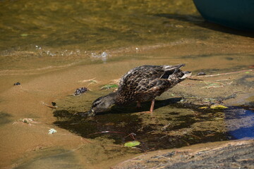 Parc Mauricie Lac Wapizagonke 22 Juillet 2022