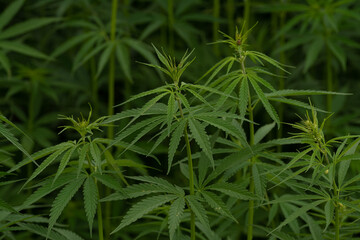 green cannabis plant with leafes on marihuana field farm