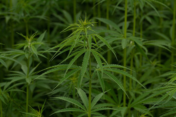 green cannabis plant with leafes on marihuana field farm