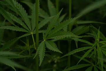Fototapeta na wymiar green cannabis plant with leafes on marihuana field farm