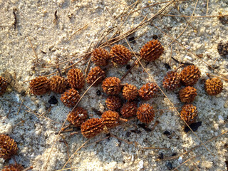Beach she-oak on the sand (Casuarina Equisetifolia). Casuarina Equisetifolia is a she-oak species of the genus Casuarina.