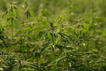 green cannabis plant with leafes on marihuana field farm