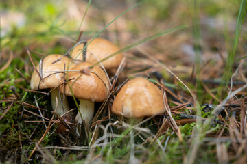 A pretty Buttercup Mushroom growing through the leaf litter on the forest floor. Mushrooming concept.