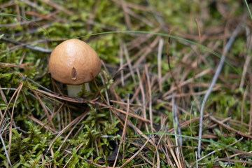 A pretty Buttercup Mushroom growing through the leaf litter on the forest floor. Mushrooming concept.