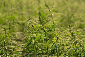 green cannabis plant with leafes on marihuana field farm