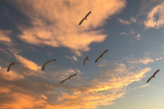 birds in sunset