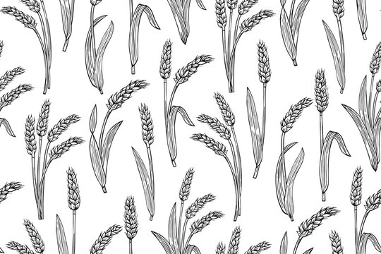 Wheat ear sketch seamless pattern. Agricultural abundance endless print. Cereals ripe spike wheat background wallpaper. Design farm ornament, organic vegetarian for bread, beer repeat decor packaging