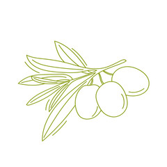Vector illustration of a green hand drawn branch with leaves and olives isolated on a white background.