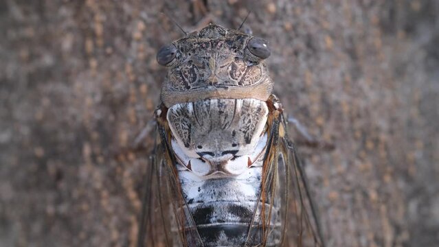 cicada in the tree