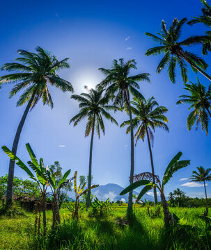 Morning view in Indonesian rice fields with towering coconuts
