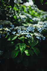 Wild blue hydrangea in Japanese mountain