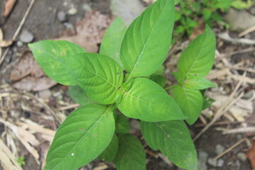 wild leaves that grow on the bushes in the yard of the house
