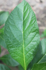 African leaves are shrubs originating from the African continent and other parts of Africa, especially Nigeria, Cameroon and Zimbabwe and countries with tropical climates, one of which is Indonesia.