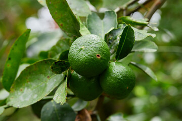 Fresh lime on tree branch