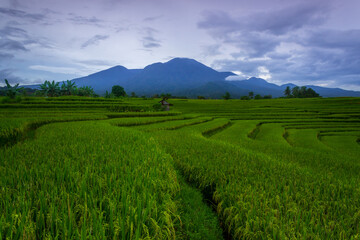 Fototapeta na wymiar beautiful indonesian scenery. morning view in green rice fields and mountains