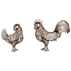 Set of chickens and rooster. Decorative bird hen Hand Drawn Realistic Engrave. Farm Animal, Vector illustration of a poultry in vintage style