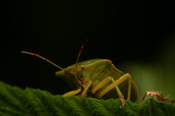 beautiful insect in spring on leaf in the grass