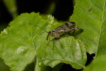 beautiful insect in spring on leaf in the grass