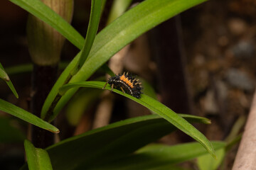 beautiful insect in spring on leaf in the grass