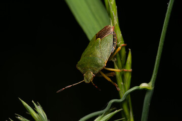 beautiful insect in spring on leaf in the grass