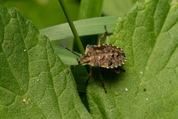 beautiful insect in spring on leaf in the grass