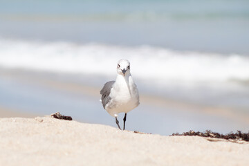 A small seagull walking directly to the camera with the sea out of focus in the background