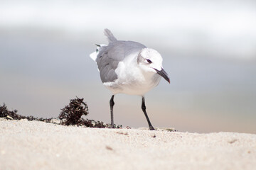 A seagull looking for food on the sand with the sea out of focus in the background