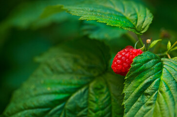 Closeup of a raspberry tree growing in a garden in summer. Beautiful fruit plant blooming against a lush green background. Natural produce sprouting and ripening in an organic field during spring