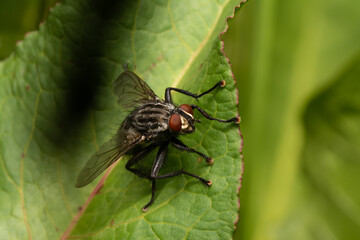 beautiful insect in spring on leaf in the grass