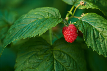 One raspberry growing in a garden with green vibrant leafs in an organic filed during spring. Closeup of fresh, red and healthy natural produce ripening in a bush. Beautiful fruit plant in summer