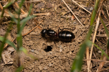 beautiful insect in spring on leaf in the grass