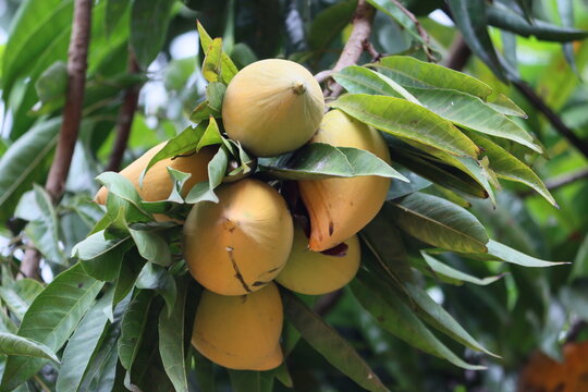 Pouteria campechiana (commonly known as the cupcake fruit or canistel) is an evergreen tree native. The edible part of the tree is its fruit, which is colloquially known as an egg fruit.