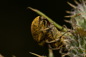 beautiful insect in spring on leaf in the grass