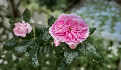 Pink dog rose on a plant in a garden or park. Closeup of a pretty rosa canina flower growing between green leaves with droplets from the rain in nature. Petals blossoming and blooming on floral plant