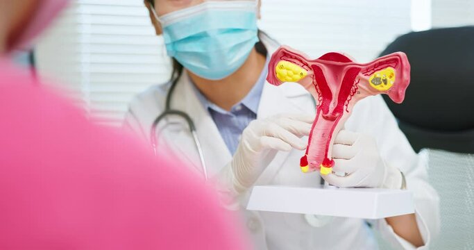 explain uterus model