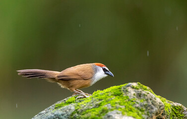 Chestnut-capped Babbler, Timalia pileata