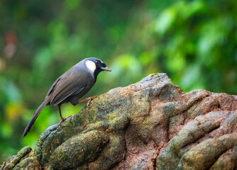 Shy Black-throated Laughingthrush perched on a rock or log in China lowland rain forest. Looking alert.