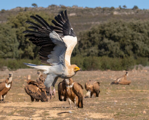 Egyptian Vulture, Neophron percnopterus