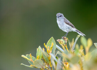 Grey Gerygone, Gerygone igata