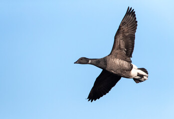 Dark-bellied Brent Goose, Branta bernicla bernicla
