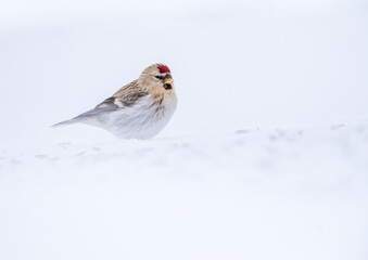 Arctic Redpoll, Acanthis hornemanni