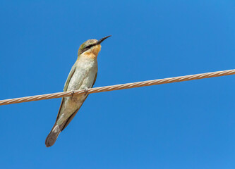 Juvenile African Blue-cheeked bee-eater, Merops persicus chrysocercus