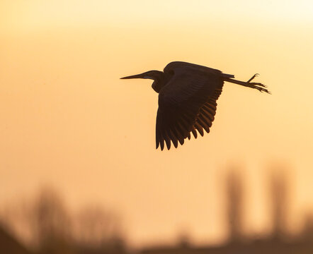 Purple Heron, Ardea Purpurea