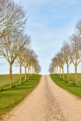 Fototapeta na wymiar Countryside dirt road lined with european aspen trees leading to agriculture fields or remote farm pasture. Landscape view of quiet, lush, green scenery of farming meadows, blue sky and copy space