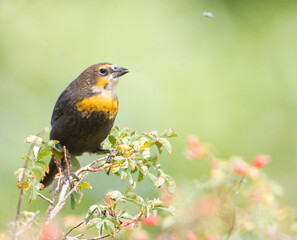 Geelkoptroepiaal, Yellow-headed Blackbird, Xanthocephalus xanthocephalus