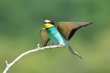 Bijeneter, European Bee-eater, Merops apiaster