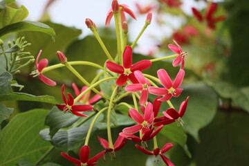 Obraz na płótnie Canvas Cambodia. Combretum indicum, also known as the Rangoon creeper, is a vine with red flower clusters which is native to tropical Asia.